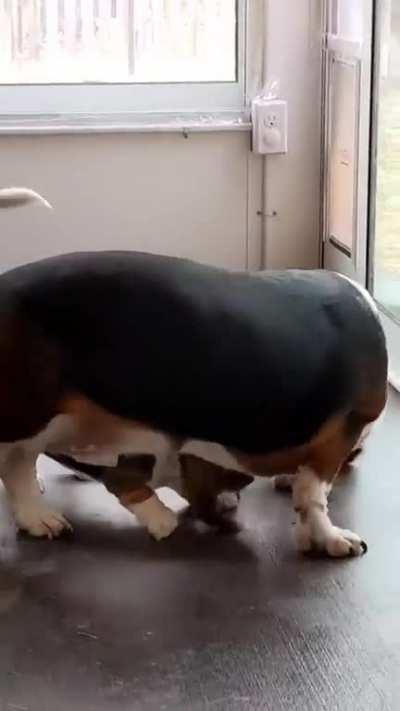 Patient dog teaches a puppy to use a pet door.