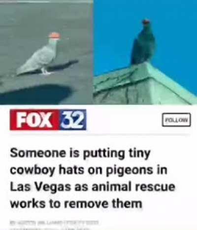 funny and its canon becouse is in las vegas pls say if there is a mod wher i can have pigeons with cowboy hats