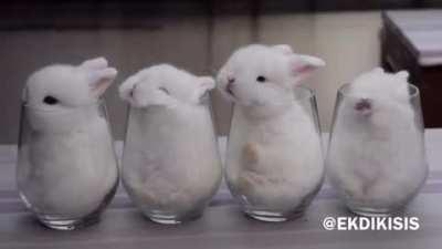 rabbits in glasses