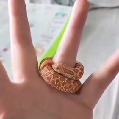 This really tiny snake.