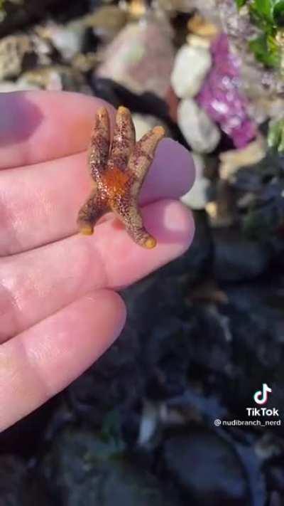 The coolest things found while tidepooling!