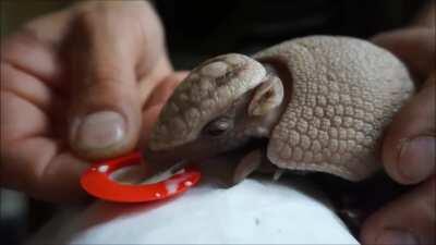 Do baby armadillos count?