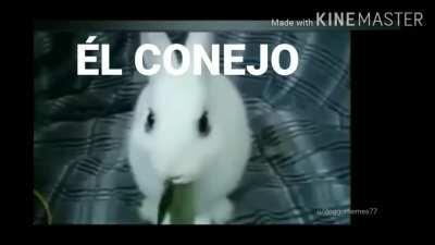 Él Conejo