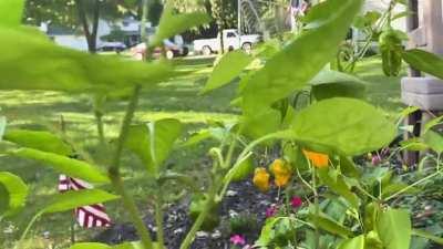 It may be fall, but as a Mexican I still encourage growth for my peppers.