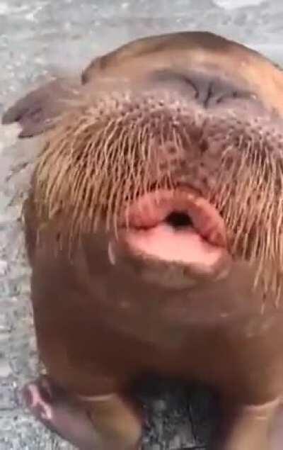 A little walrus whistling .