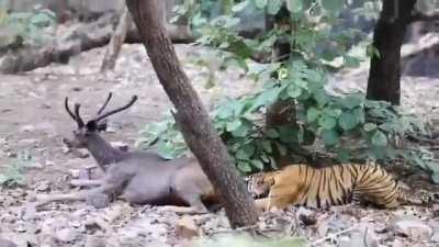 This tiger wasn't happy with its grip, so it jumps over this sambar deer to grab it by the throat.⁣