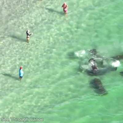 Guy almost gets run over by a Manatee at the beach. Manatees are faster than most people think.