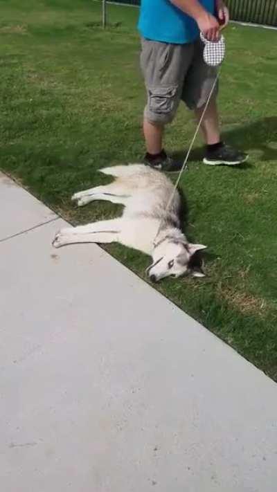 Dakota throwing another tantrum leaving the dog park...