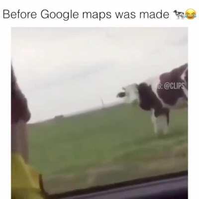 Cow's reaction to being asked directions