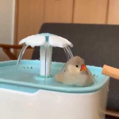 sweet birds bath time