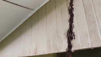 Badass ants attack wasp nest by forming a chain