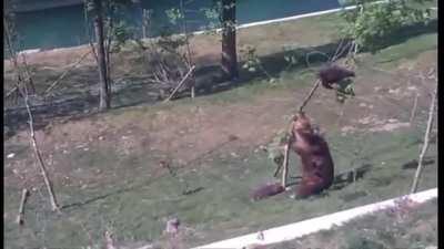 Native brown bears had once roamed about Switzerland until the early 1900's and then disappeared. They have since been re-introduced to nearby forests in northern Italy. Several brown bears have made their way to the Parc Naziunal Svizzer. This brown bear