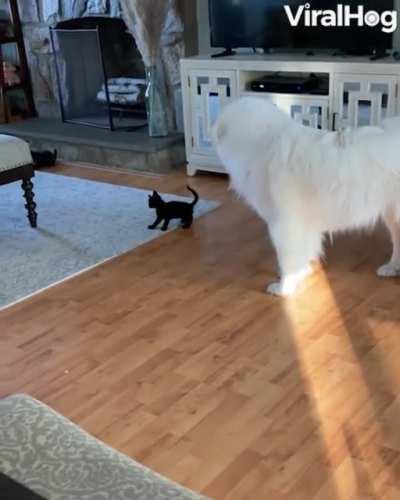 The great Pyrenees is the final boss fight