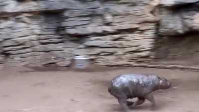 Baby hippo has joined the zoom meeting