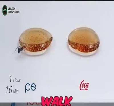 Pepsi vs coke, ants preference 