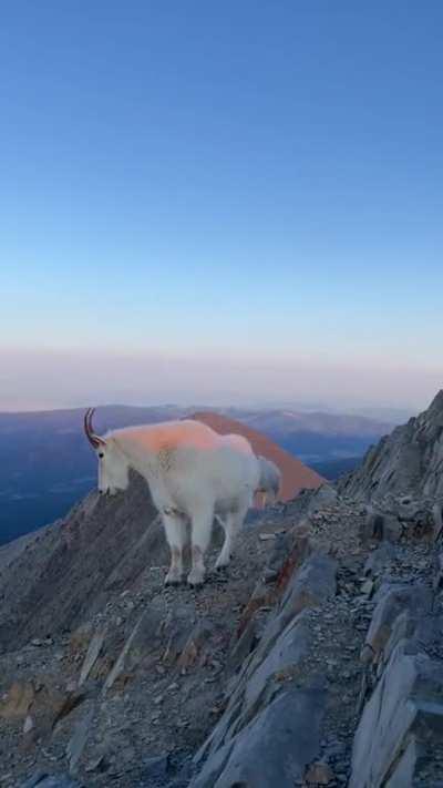 Hiker and mountain goat cross paths