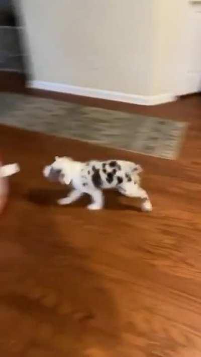 An aussie pup and a ball pit. Chaos ensues. Obviously.