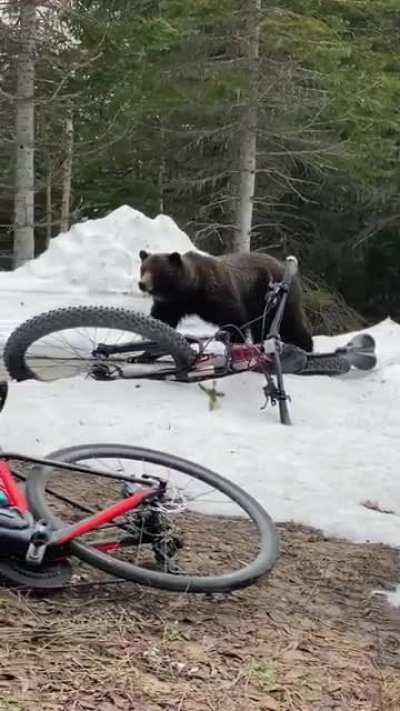 My parents and a group of cyclists encountered a grizzly bear in Glacier National Park yesterday