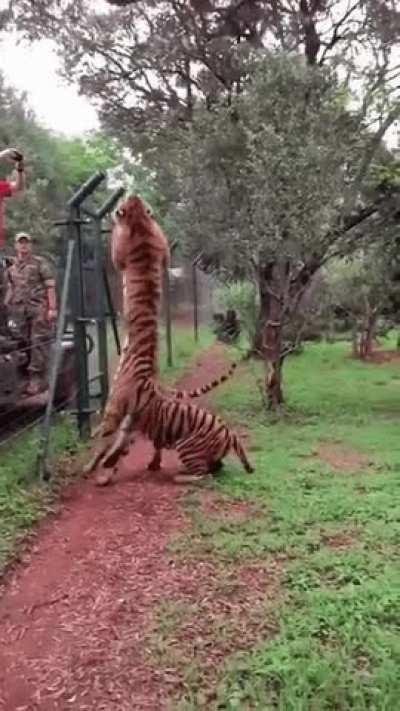 Tiger's jump for meat