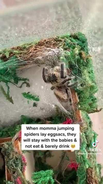 Jumping spiders are adorable.