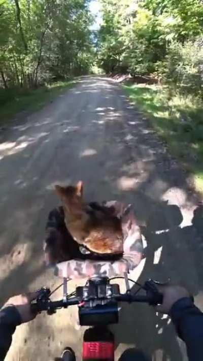 Just my cat riding on my homemade electric bike.