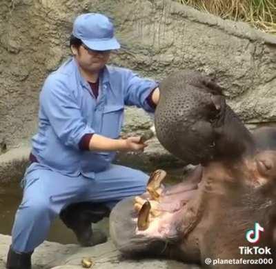 Brushing Hippo teeth