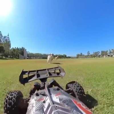 Just a couple of derpy pups chasing an RC car