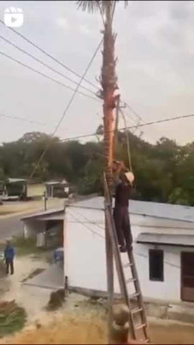 To cut down a tree safely