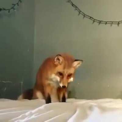 Fox thinks sheets are snow