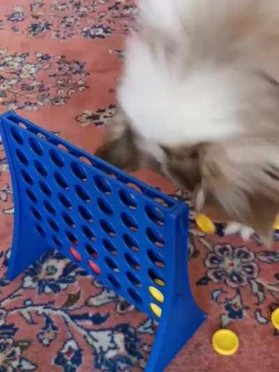 My dogs reaction playing connect 4