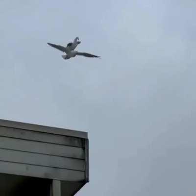 A Seagull Carrying Another Seagull On Its Back Whilst Flying