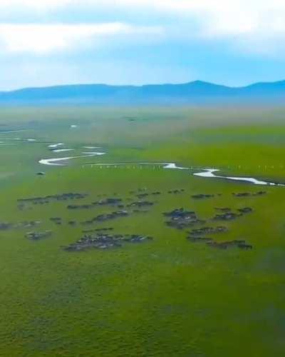 🔥 Wild horses in Mongolia