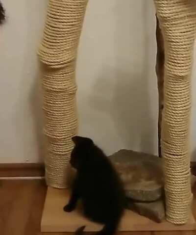 Teaching a kitten how to use a scratching post