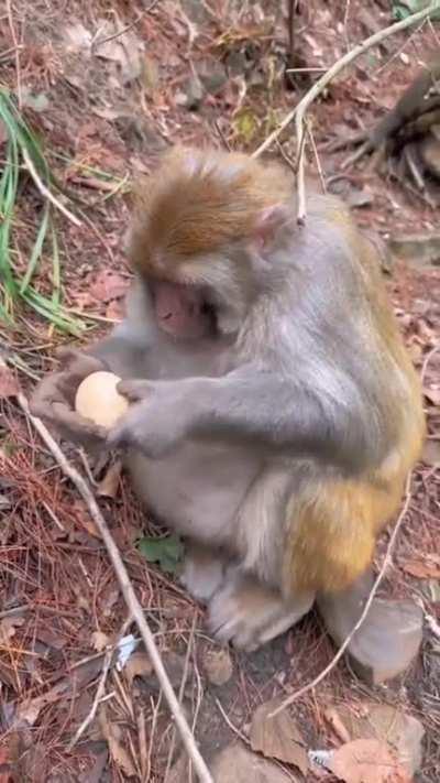 Monkey peels a hard boiled egg in 7 seconds