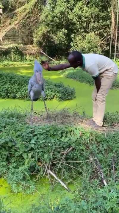 🔥 Friend approaches Shoebill Stork with bows