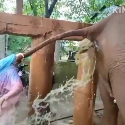 Elephant faeces explodes in vets face as he treats constipation