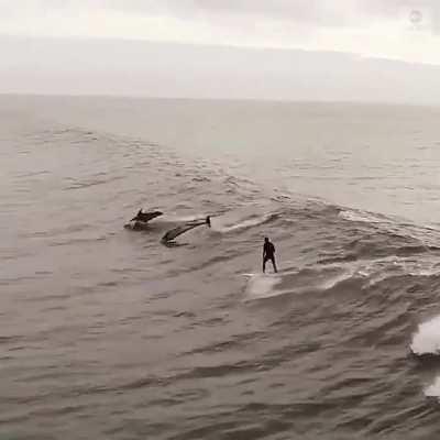 🔥 Some dolphins joining this surfer on a wave