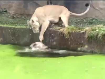 Mother lion desperate to save her cub
