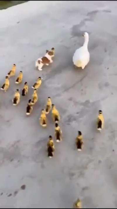 The pup be like &quot;be one with the ducks&quot;