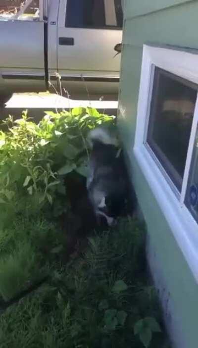 WCGW if you try to bathe the dog