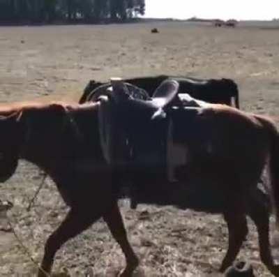 Horse protecting his cowboy during work