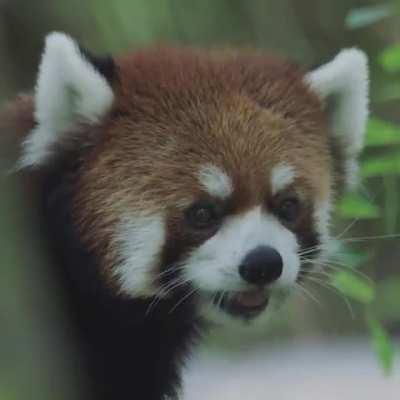 Happy International Red Panda Day!