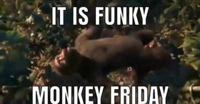 Today is Funky Monkey Friday