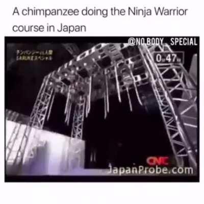 A chimpanzee doing the Ninja Warrior course in Japan