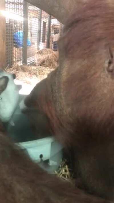 orangutan eating soap