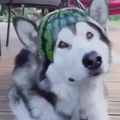 Watermelon hat