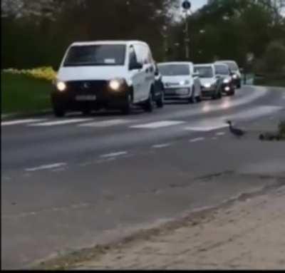 Driver waits patiently and flashes headlights for ducks to safely cross the road