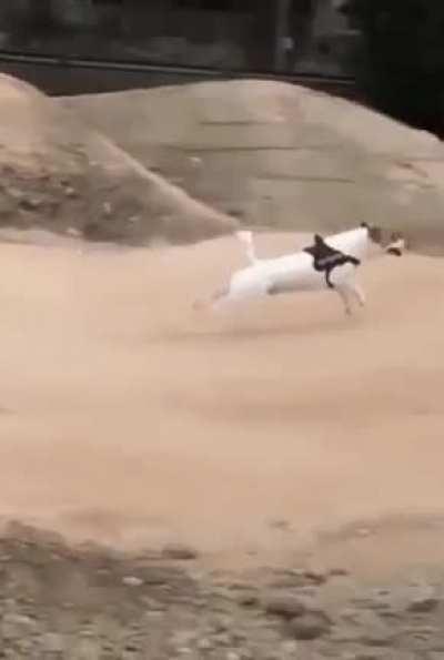 The way this dog clears these hills