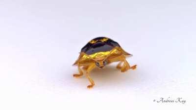 The golden target tortoise beetle is native to the Amazon rainforest in Ecuador. It is so named because its carapace has a target-shaped design with alternating black and gold rings.