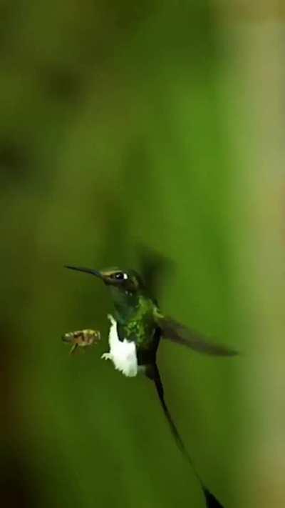 Bees trying to intimidate hummingbirds.